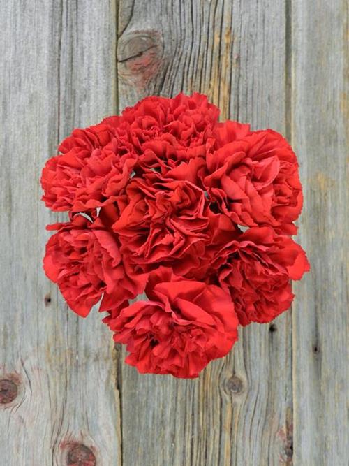 GRAN SOLE RED CARNATIONS